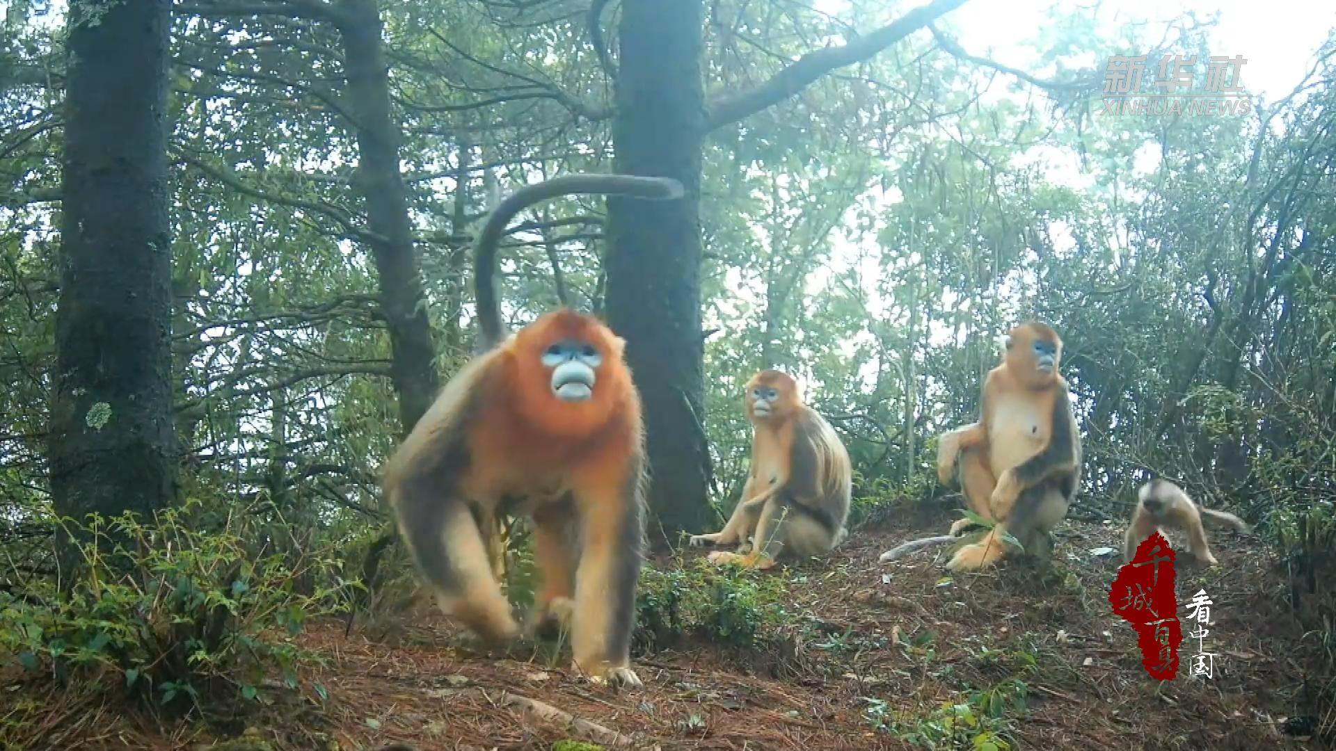 ประชากร 'ลิงจมูกเชิดสีทอง' ในปาตงสูงเกิน 800 ตัวแล้ว
