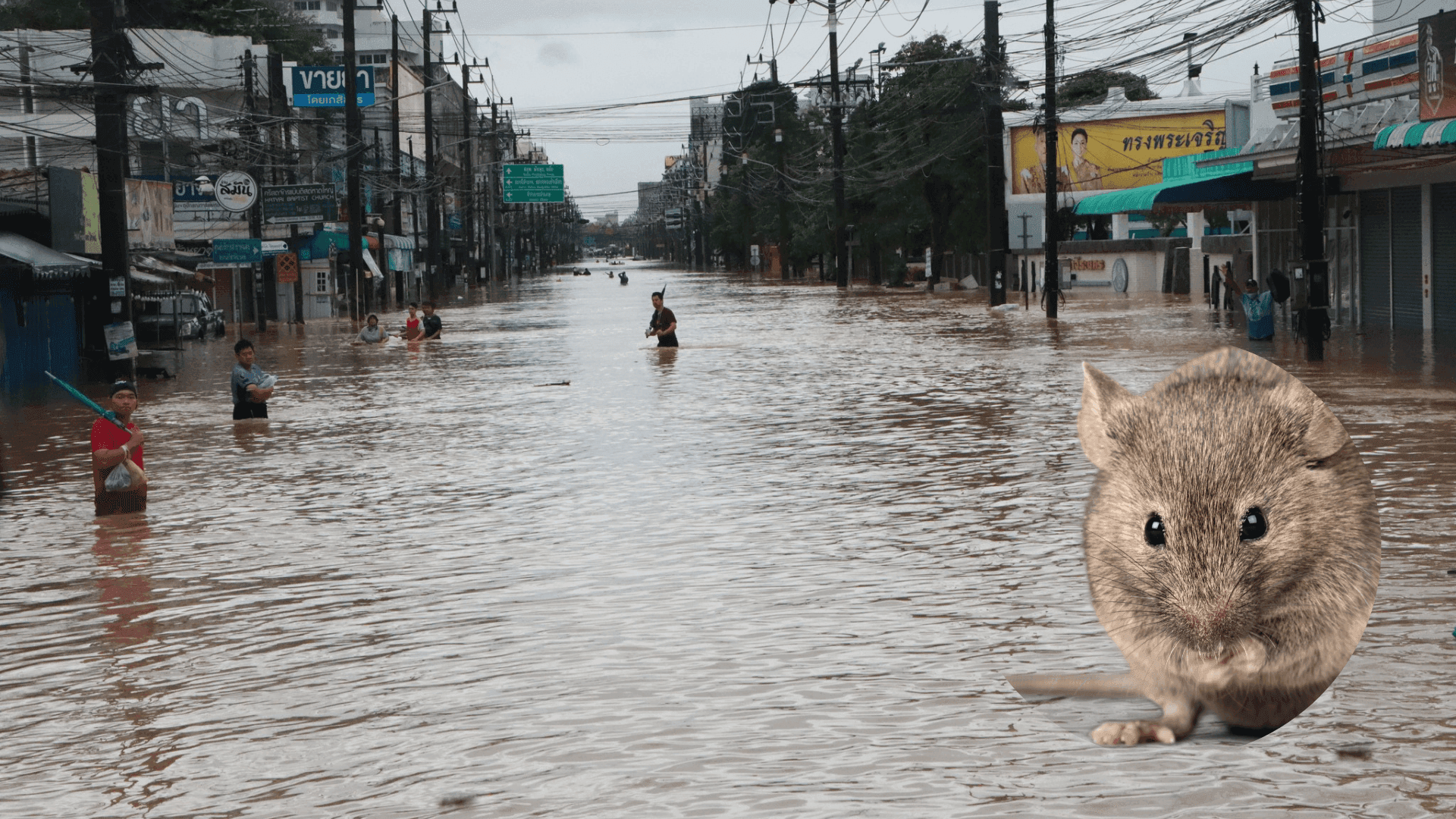 กรมควบคุมโรคเตือน! ระวัง “โรคฉี่หนู” หลังน้ำท่วม พบเสี่ยงป่วยเพิ่มขึ้น แนะหากมีไข้สูง–ตาแดง–อาเจียน รีบพบแพทย์ทันที