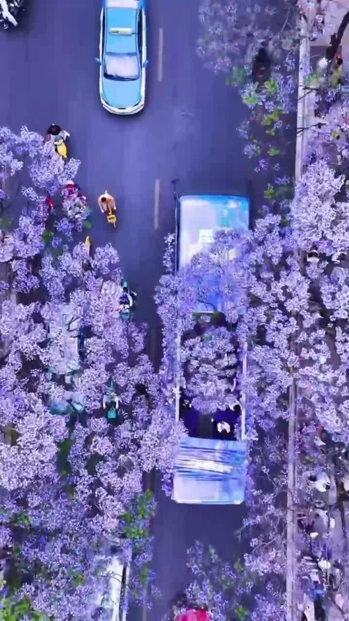 ดอกศรีตรังประดับถนน สวยเพลินตาในคุนหมิง