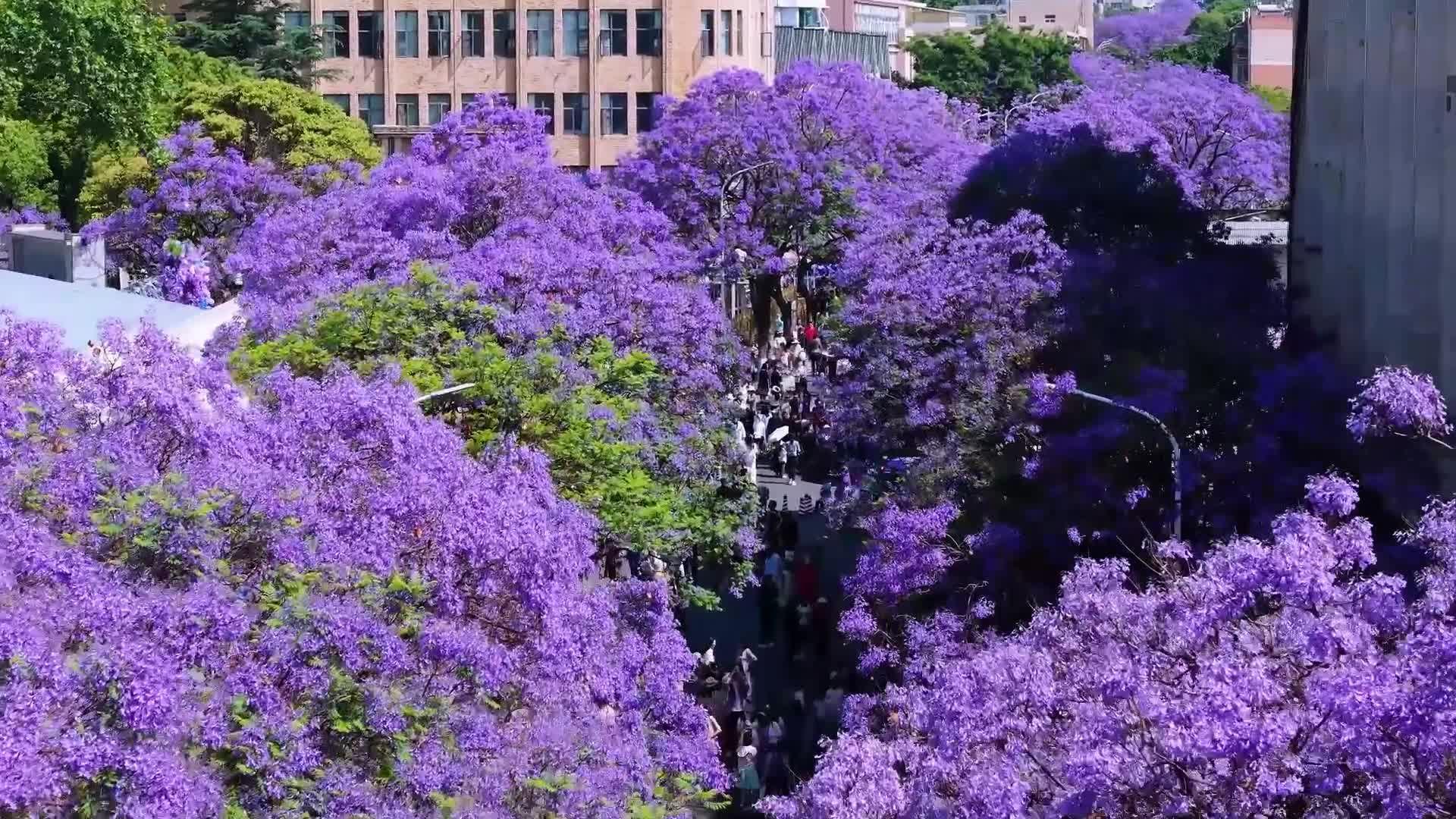 ดอก 'ศรีตรัง' สีม่วงสดใส สวยชวนฝันในยูนนาน