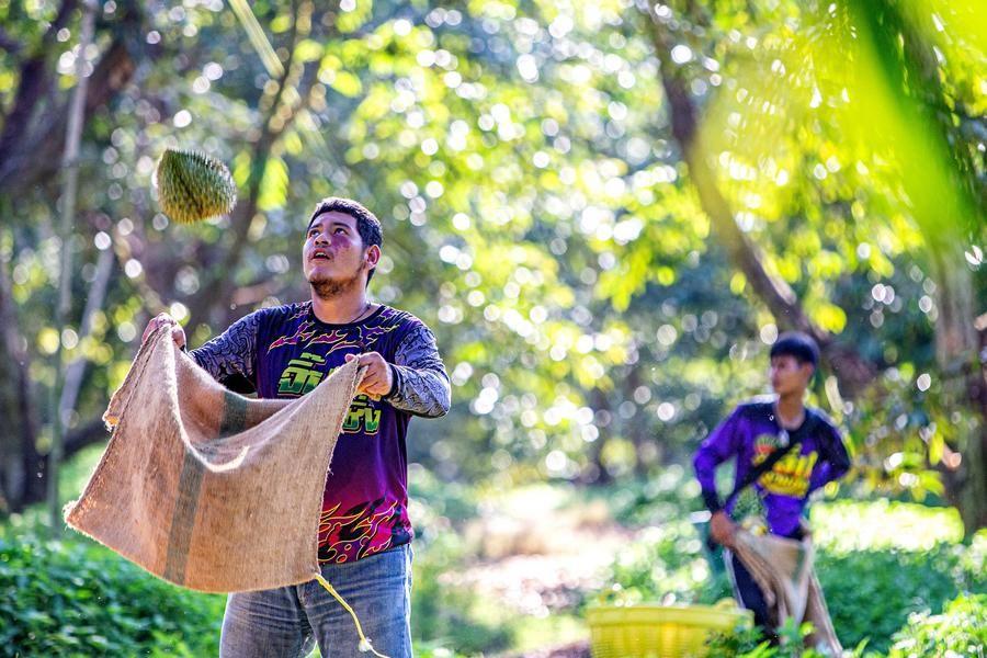 การเดินทางของ 'ทุเรียนไทย' สดใหม่จากสวนสู่ตลาดจีนในไม่กี่วัน