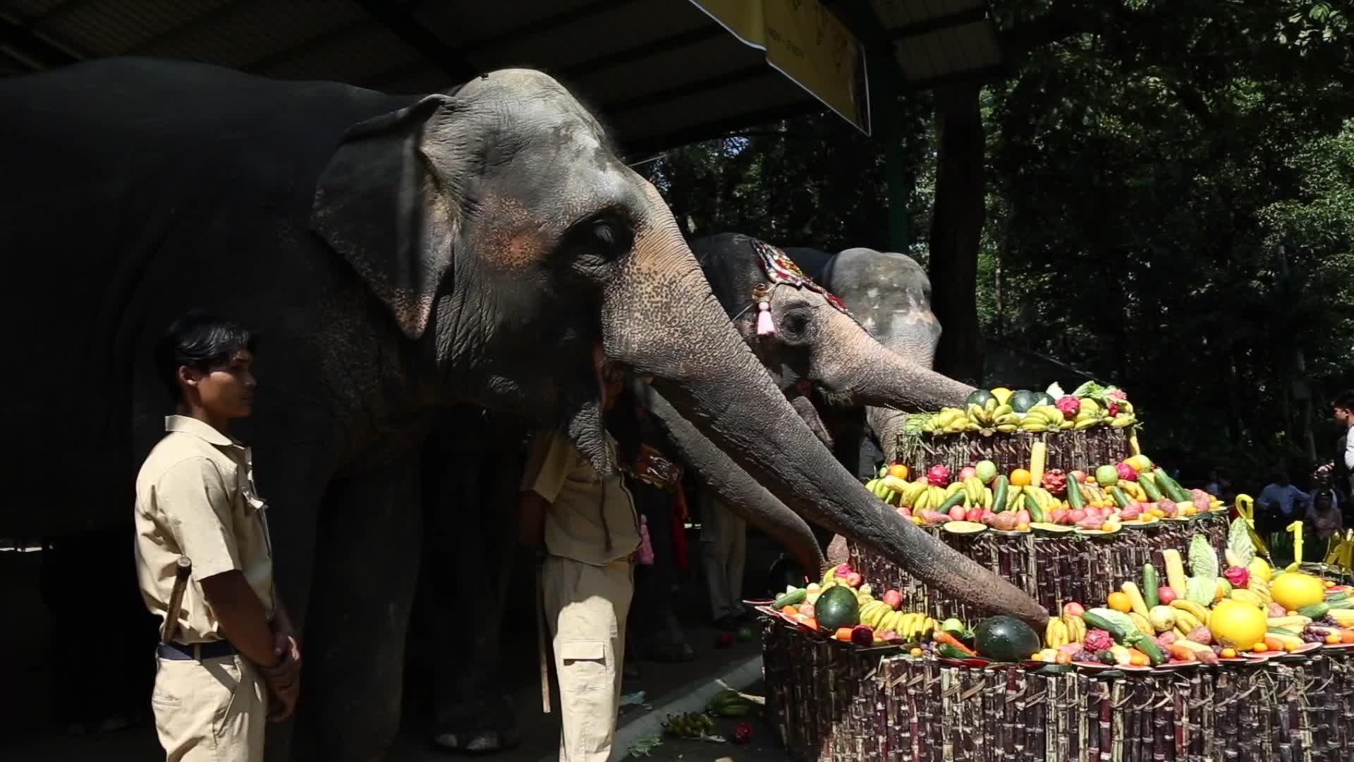 โมโม' ช้างเอเชียแก่สุดในสวนสัตว์เมียนมา ฉลองวันเกิดอายุ 71 ปี