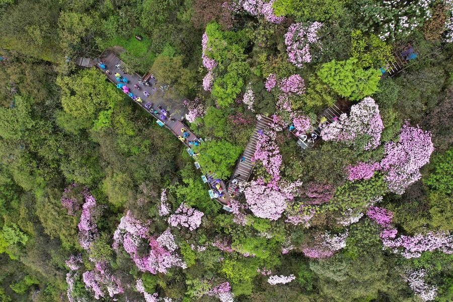 เขตอนุรักษ์ฯ 'ภูเขาฟ่านจิ้ง' ในกุ้ยโจว ขึ้นบัญชีเขียวของ IUCN