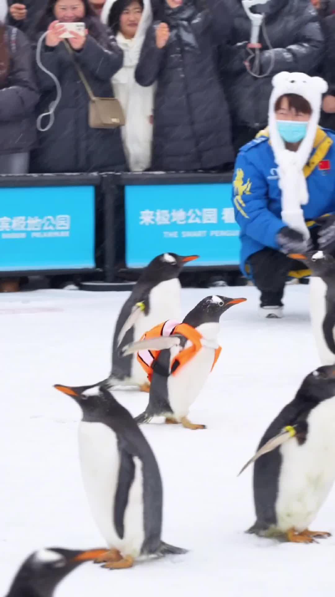 น่ารักโดนใจ 'เพนกวิน' เดินต้วมเตี้ยมโชว์ตัวในฮาร์บิน