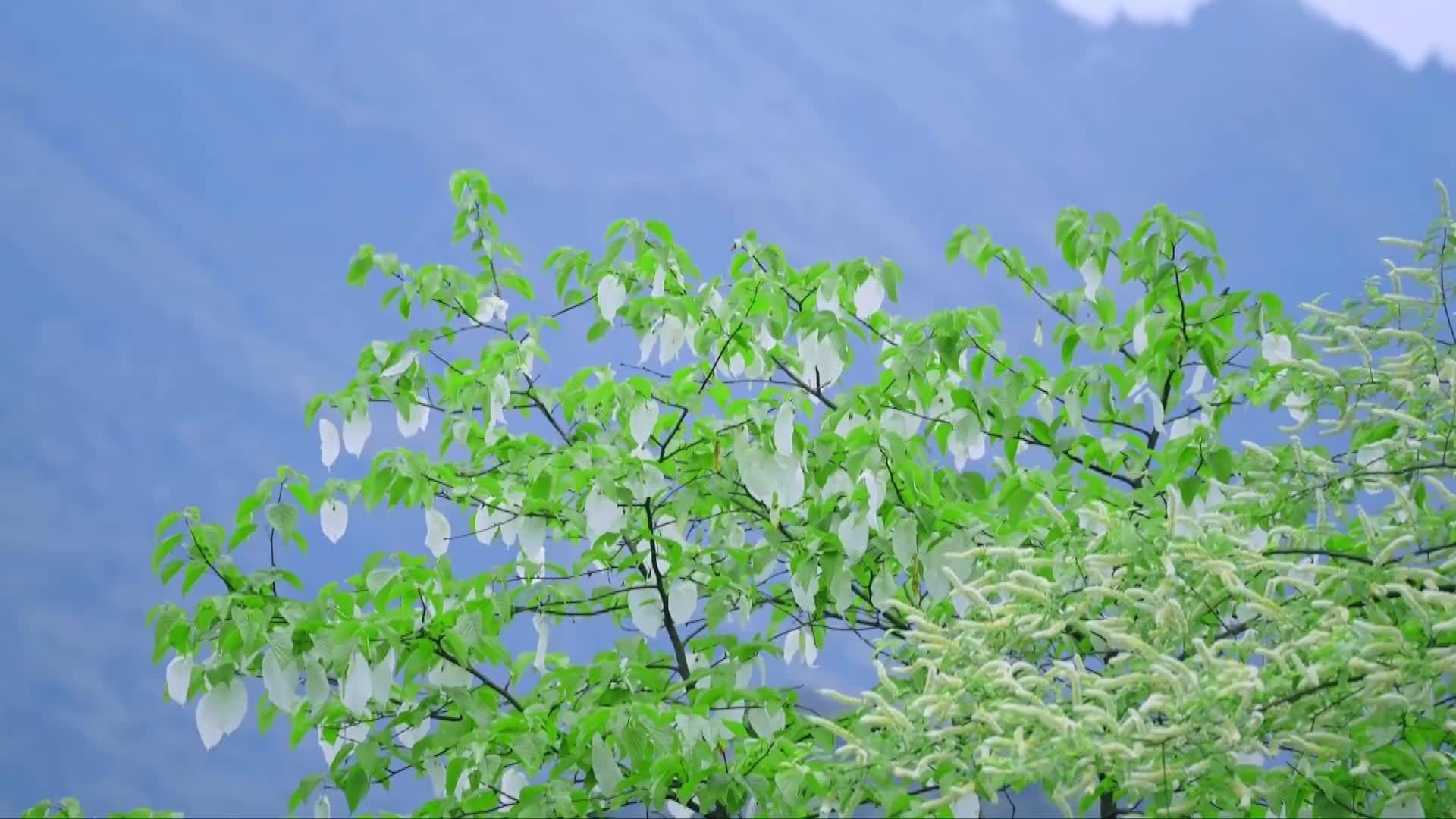 หมู่ดอก 'พิลาปขาว' ในเสฉวน เบ่งบานราวนกสยายปีก