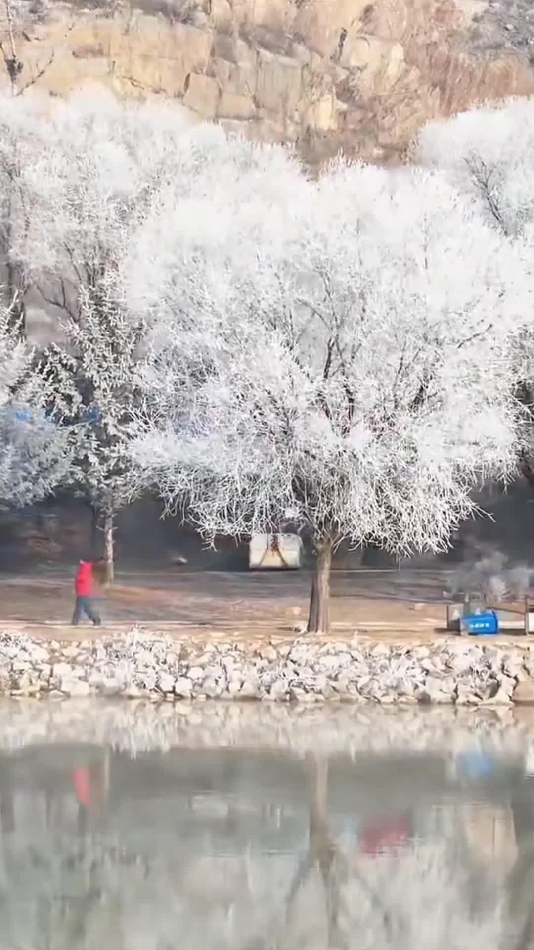 สวยสะดุดตา 'น้ำค้างแข็ง' เคลือบแมกไม้ในจี๋หลิน