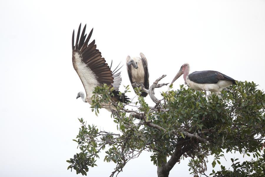 WWF เผย 'ประชากรสัตว์ป่า' ของแอฟริกาลดลง 76%