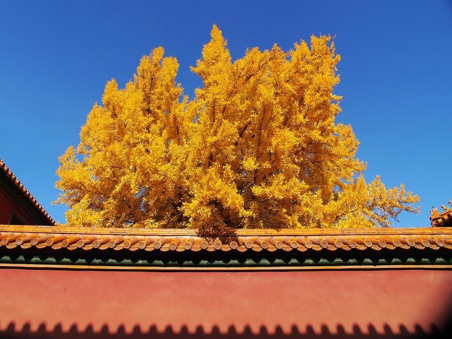 แปะก๊วยเหลืองอร่าม แต้มสีสัน 'พิพิธภัณฑ์พระราชวัง' ในปักกิ่ง