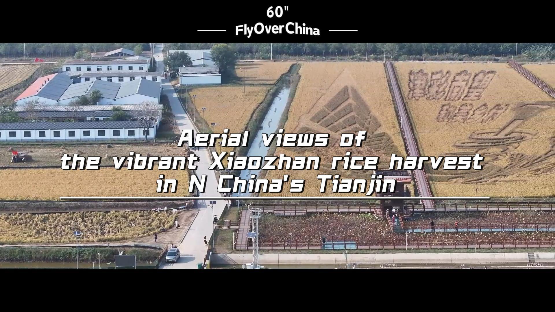 บินเหนือจีน : ฤดูเก็บเกี่ยว 'ข้าวเสี่ยวจ้าน' พันธุ์ดีในเทียนจิน