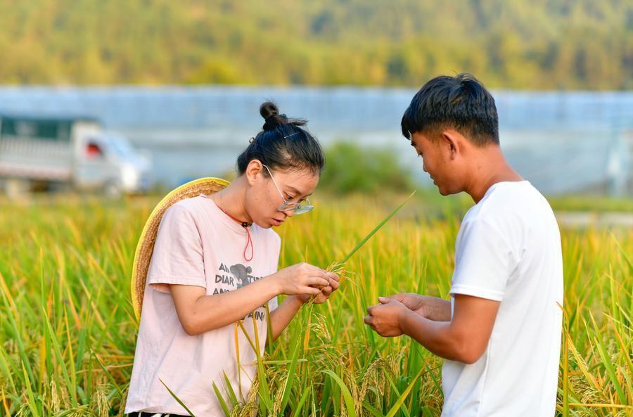 หญิงจีนรุ่นใหม่หนุนพัฒนาการผลิต 'พันธุ์ข้าวลูกผสม' ในกุ้ยโจว