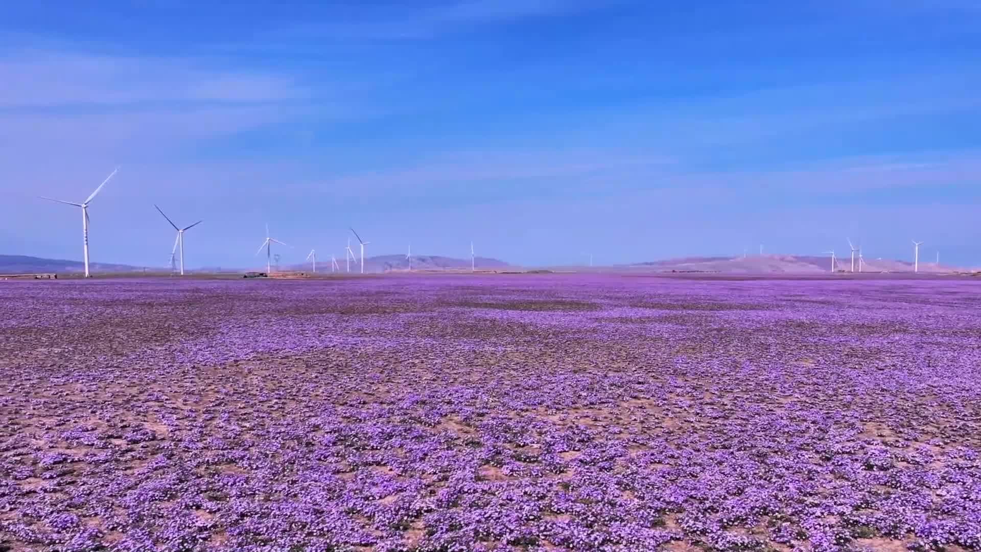 ดินแดน 'เบญจมาศป่าสีม่วง' บานสะพรั่งในซินเจียง