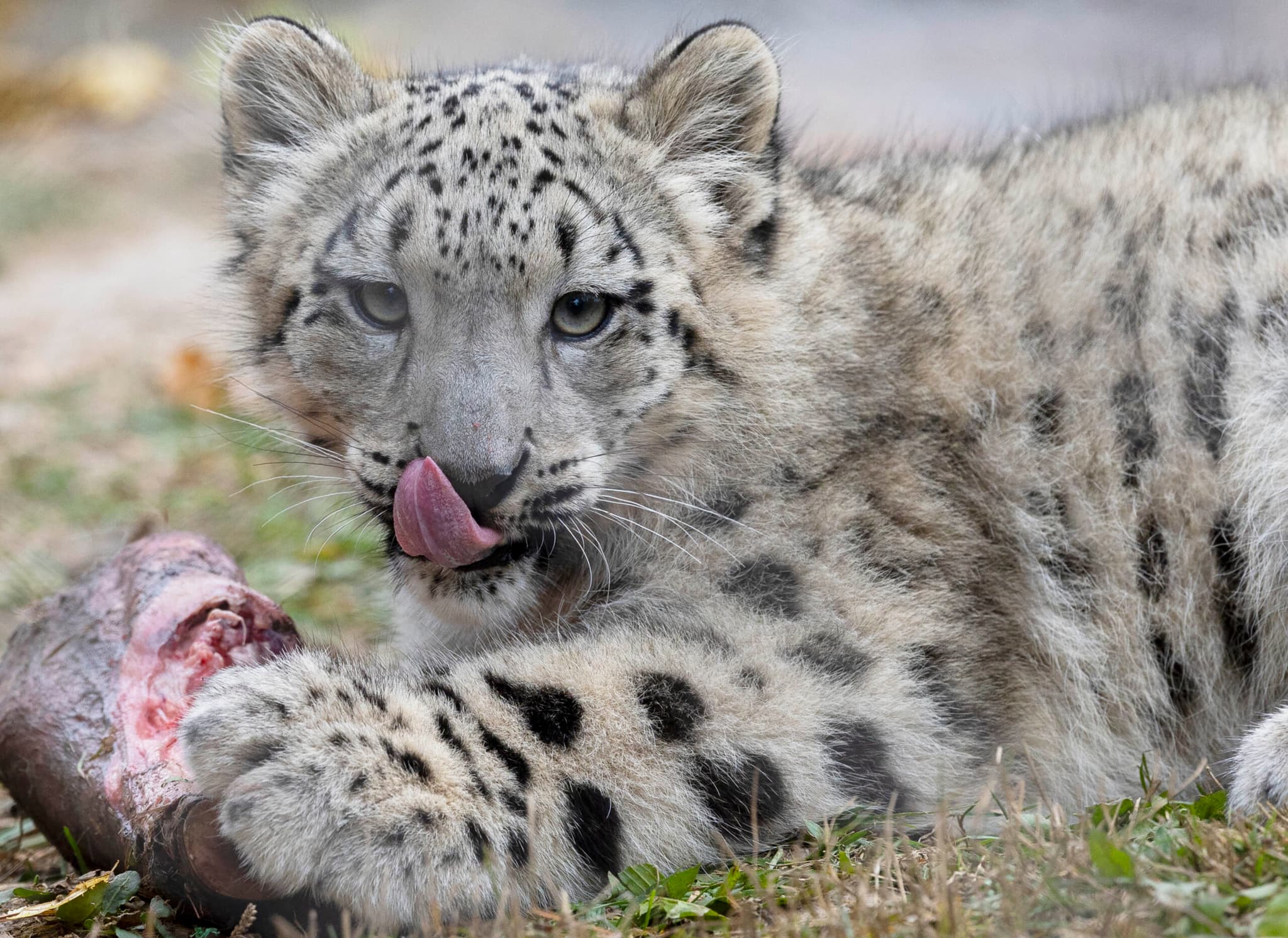 ลูกเสือดาวหิมะ' เตรียมออกโชว์ตัวในสวนสัตว์แคนาดา