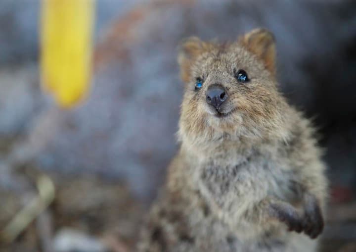 ปั่นจักรยานชมวิว เล่นกับควอกก้าบน 'เกาะร็อตเนสต์' ในออสเตรเลีย
