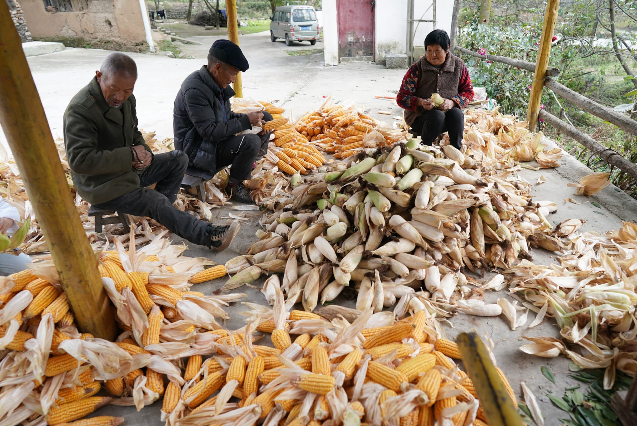 เกษตรกรจีนลุยงานเก็บเกี่ยวพืชผลฤดูใบไม้ร่วง