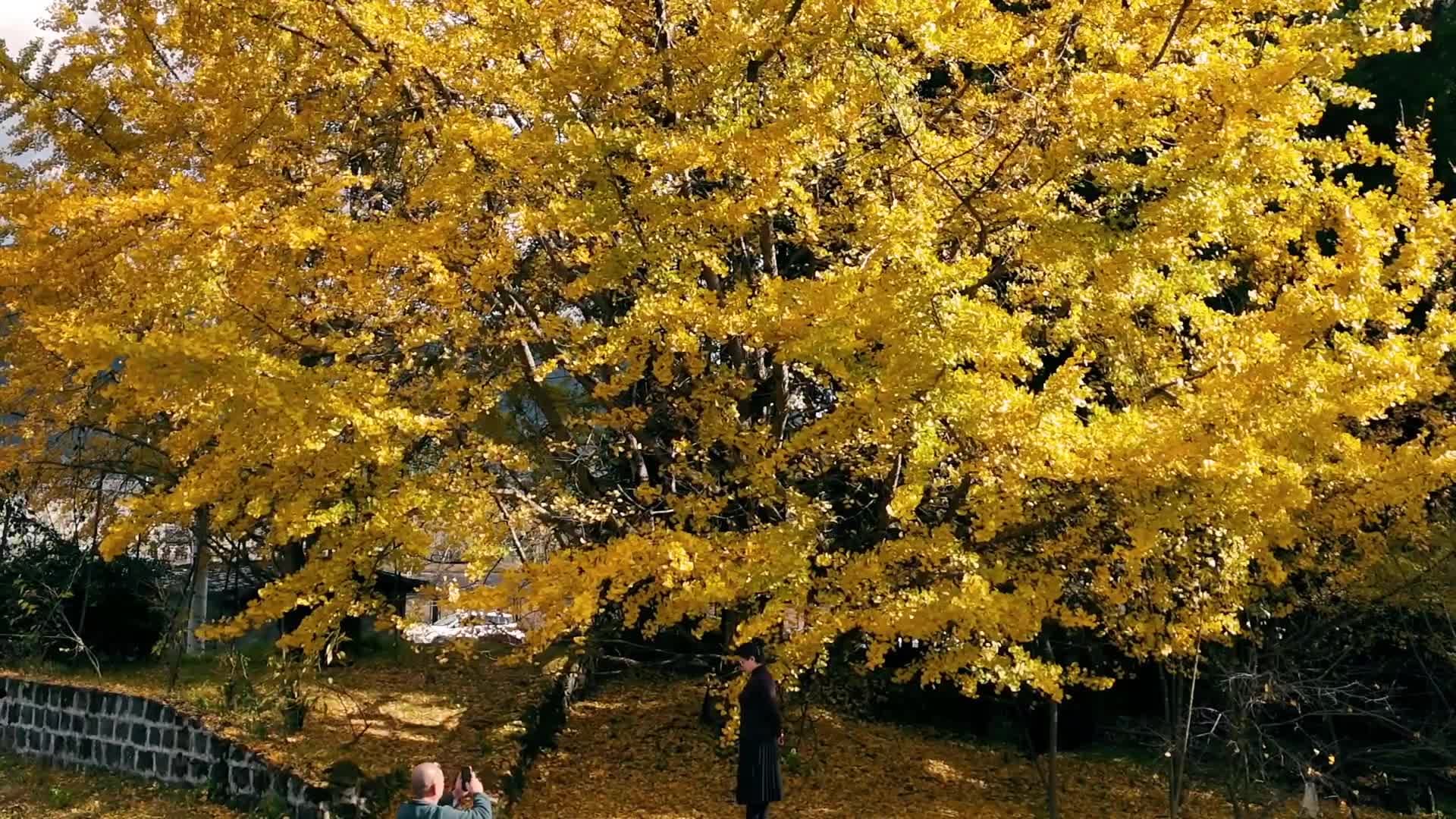 หมูบ้านแปะก๊วย' ในยูนนาน เข้าฤดูชมวิวงามเหลืองอร่าม