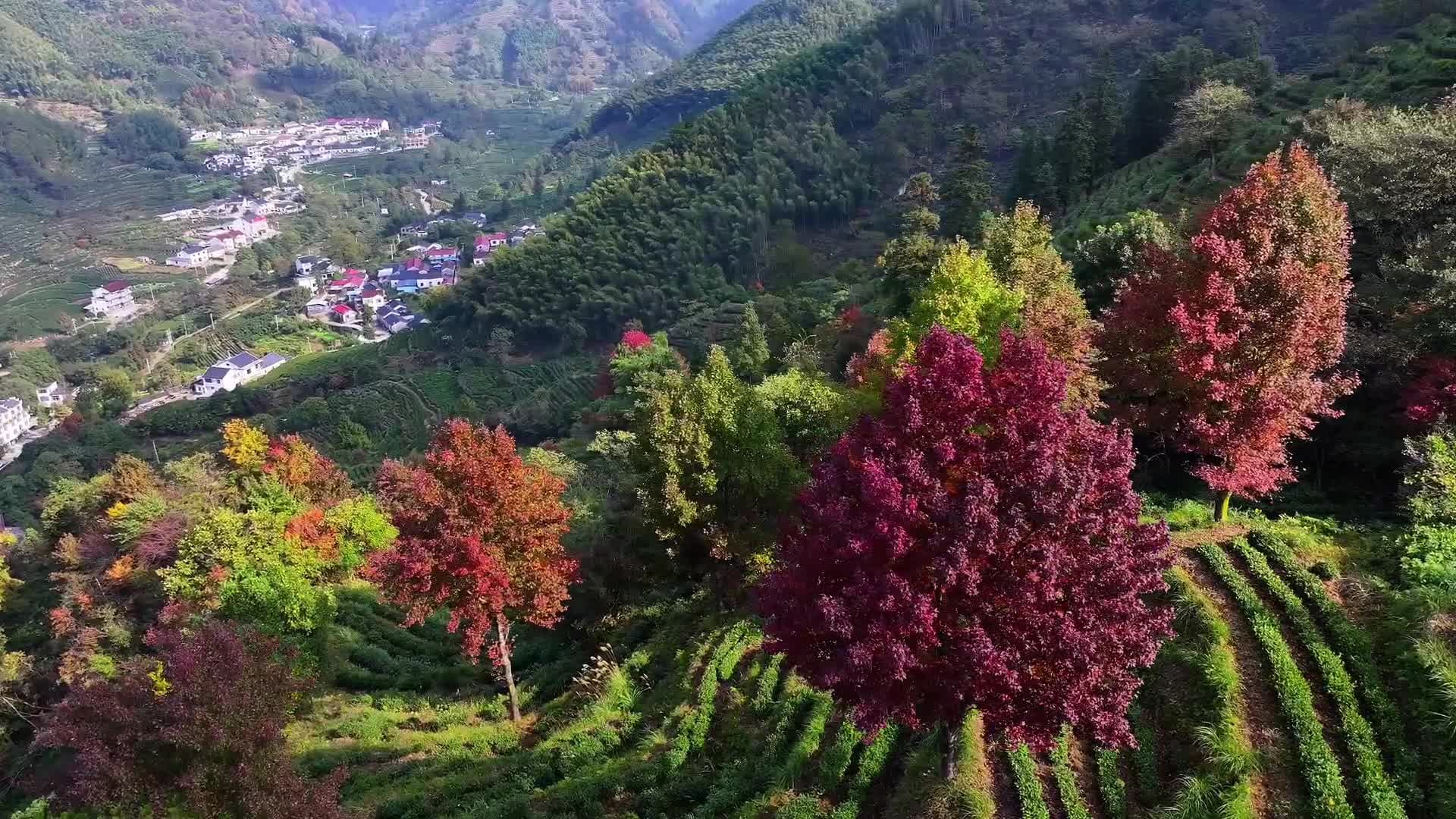 สงบเงียบปลายสารทฤดู ณ หมู่บ้านโบราณ ไร่ชา ในอันฮุย