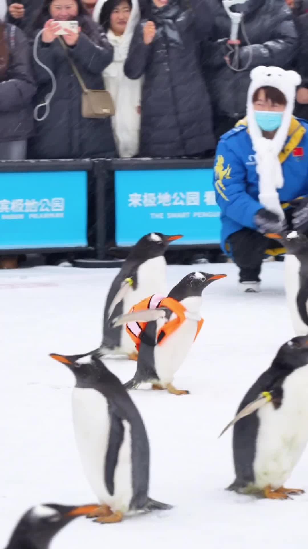 น่ารักโดนใจ 'เพนกวิน' เดินต้วมเตี้ยมโชว์ตัวในฮาร์บิน