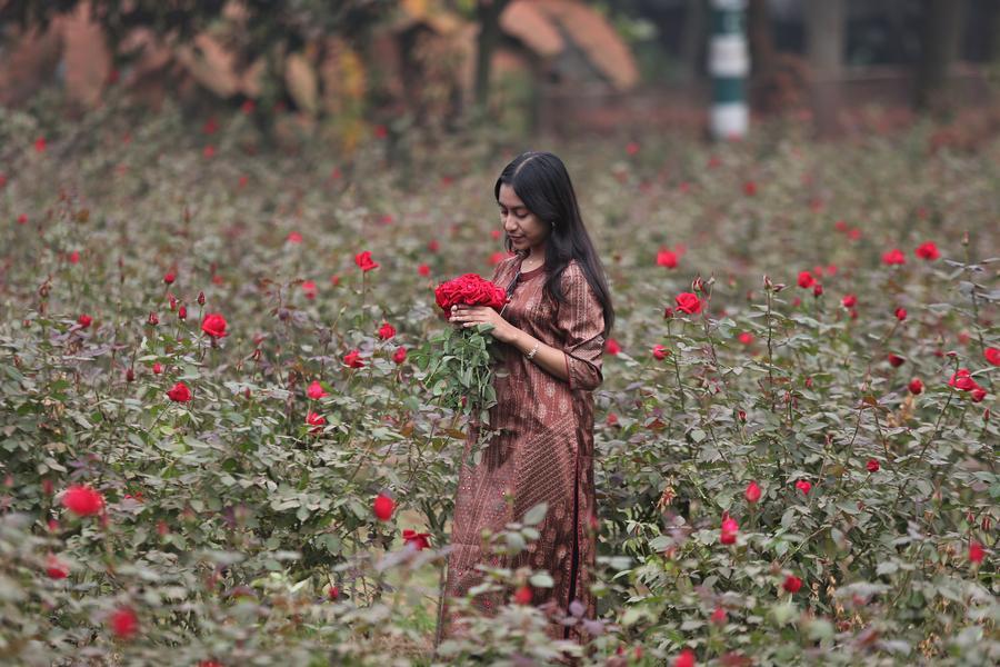 ชาวสวนเก็บ 'ดอกกุหลาบ' สีแดงสดใสในบังกลาเทศ