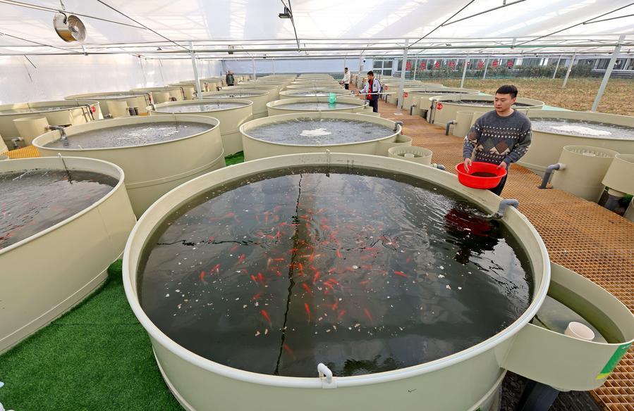โรงเรือนผสมผสาน 'ปลูกผัก เลี้ยงปลา' ในซานตง