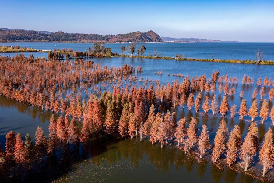 หมู่ 'สนเรดวูด' ทะเลสาบเตียนฉือ สีงามสวยรับนักท่องเที่ยว