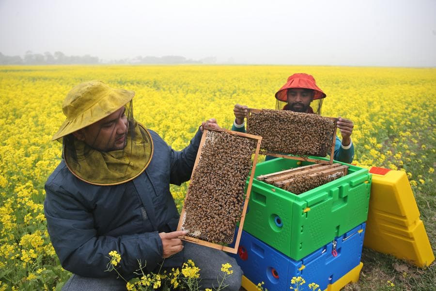 Asia Album : คนเลี้ยงผึ้งบังกลาเทศสาละวน 'เก็บน้ำผึ้ง' หอมหวานกลางทุ่ง