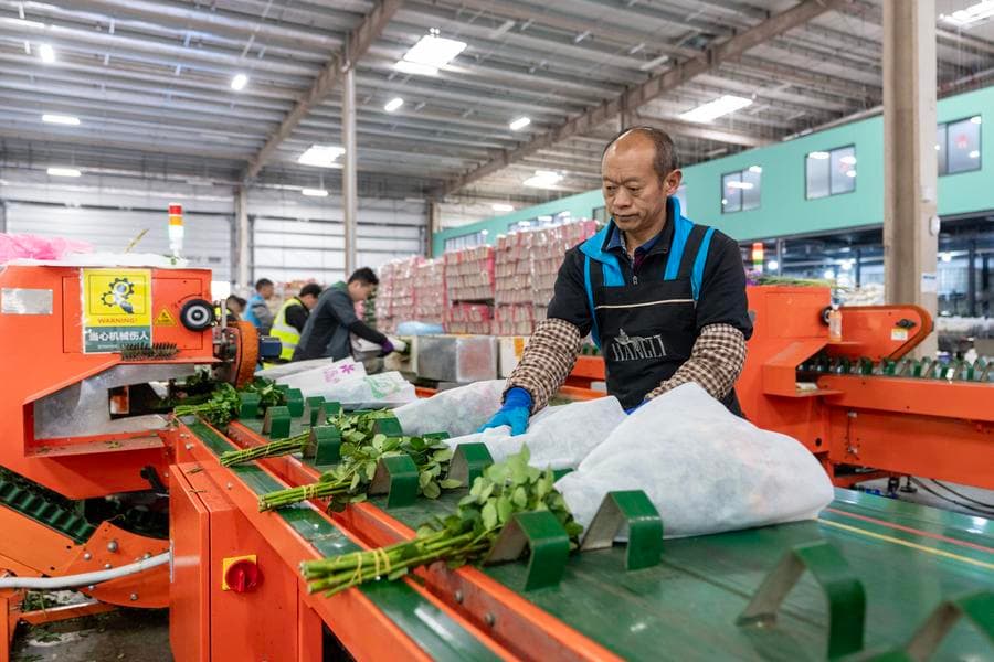 ตลาดค้าดอกไม้' ในคุนหมิงคึกคัก ต้อนรับเทศกาลตรุษจีน