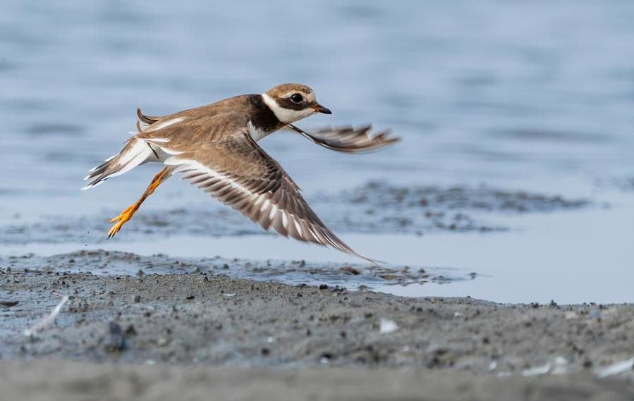 หายาก! พบ 'นกหัวโตปากยาว' แวะพื้นที่ชุ่มน้ำในฝูเจี้ยน