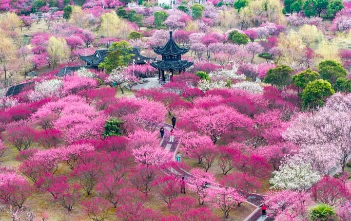 ดอกไม้ผลิบานแต้มสีสัน 'วสันตฤดู' ทั่วจีน