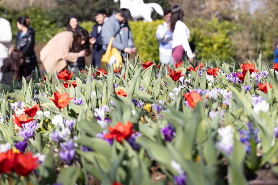 สวน 'ดอกทิวลิป' หลากสีดึงดูดนทท.ในเนเธอร์แลนด์