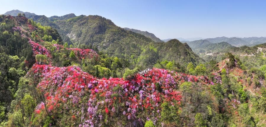 กุหลาบพันปี' แต้มสีสันแนวเขาเขียวในอันฮุย