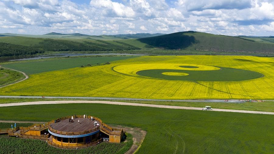 ทุ่งดอกผักกาด 'วงกลมหยินหยาง' ดึงดูดนักท่องเที่ยวในมองโกเลียใน