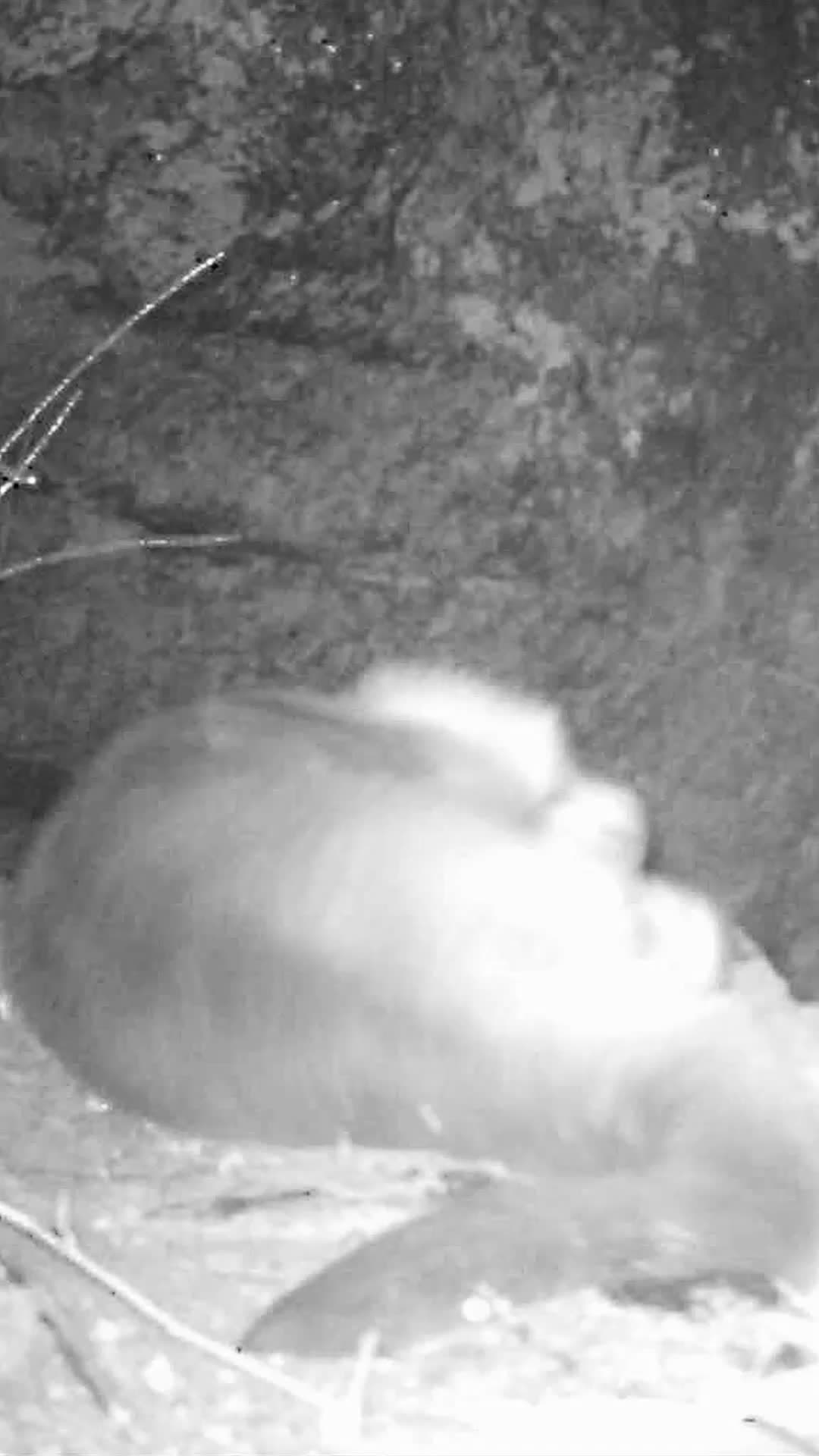 น่ารักเกินต้าน! ซินเจียงจับภาพ 'นาก' ตัวน้อยขุดดินนอนกลิ้ง