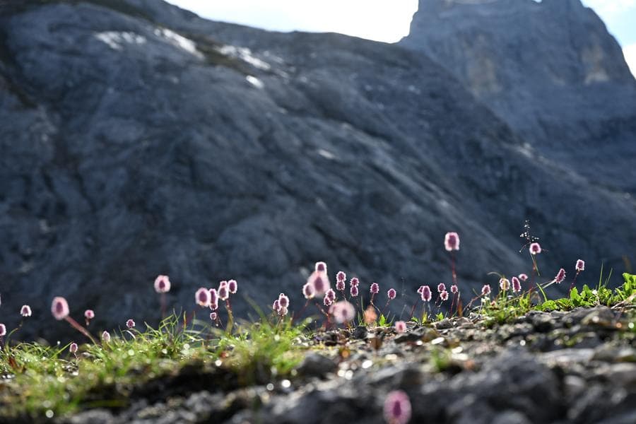 สำรวจ 'ไม้ดอก' แห่งขุนเขายูนนาน ฉายาอาณาจักรพืชพันธุ์ของจีน