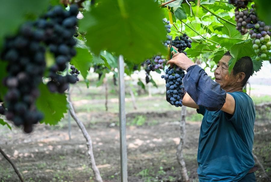 องุ่นกลิ่นหอมพวงโต ของดีเฉพาะถิ่นในเทียนจิน