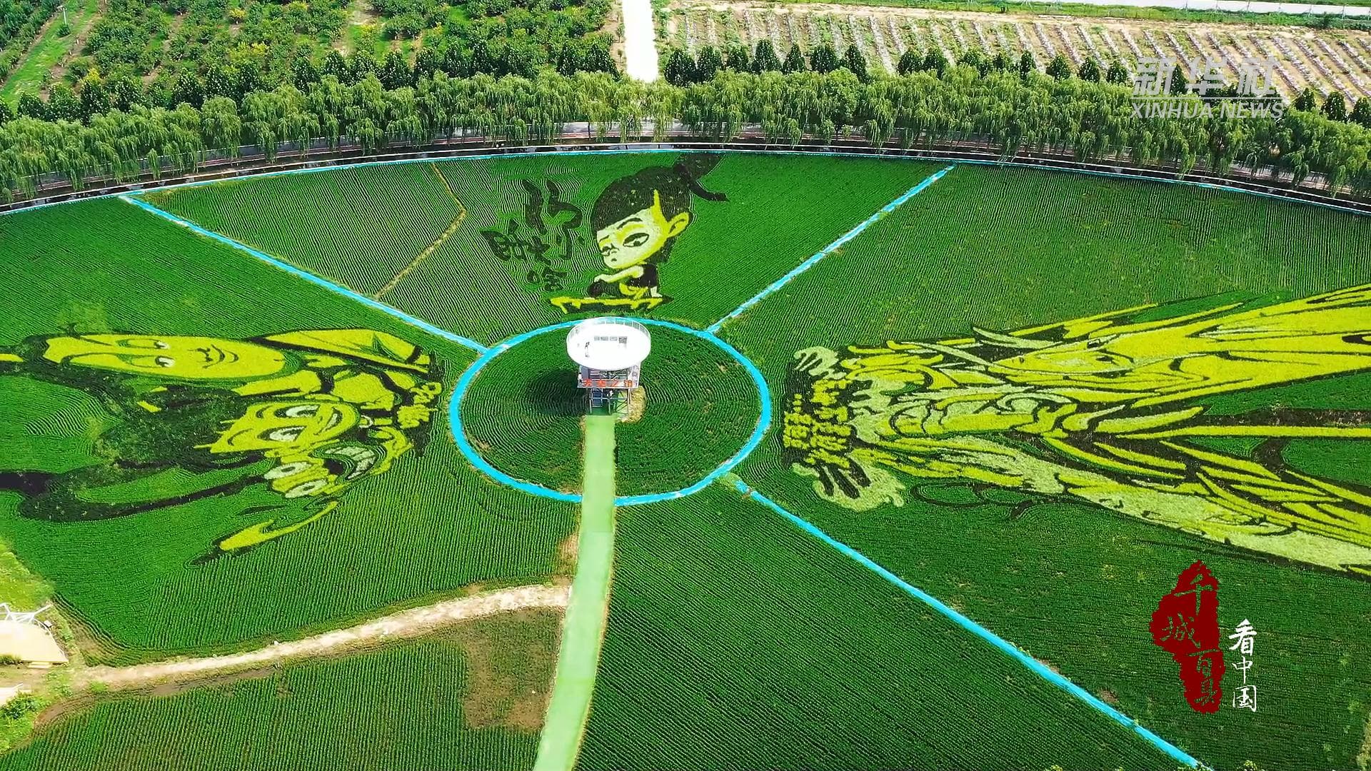 พลังเทคโนโลยีเนรมิต 'นาข้าวเล่าเรื่อง' หนุนท่องเที่ยวเชิงเกษตรในเหอเป่ย