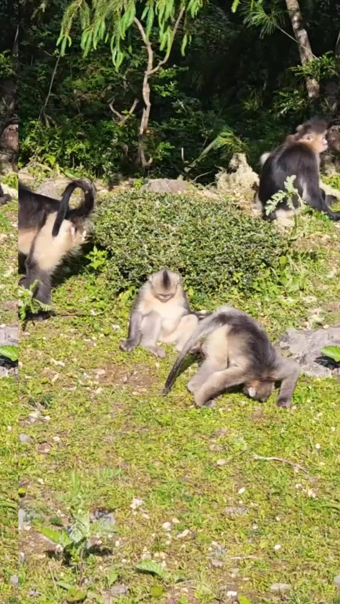 ศึกเจ้าจ๋อ! ลิงจมูกเชิดเปิดมวยกลางป่า ก่อนคืนดีกันในยูนนาน