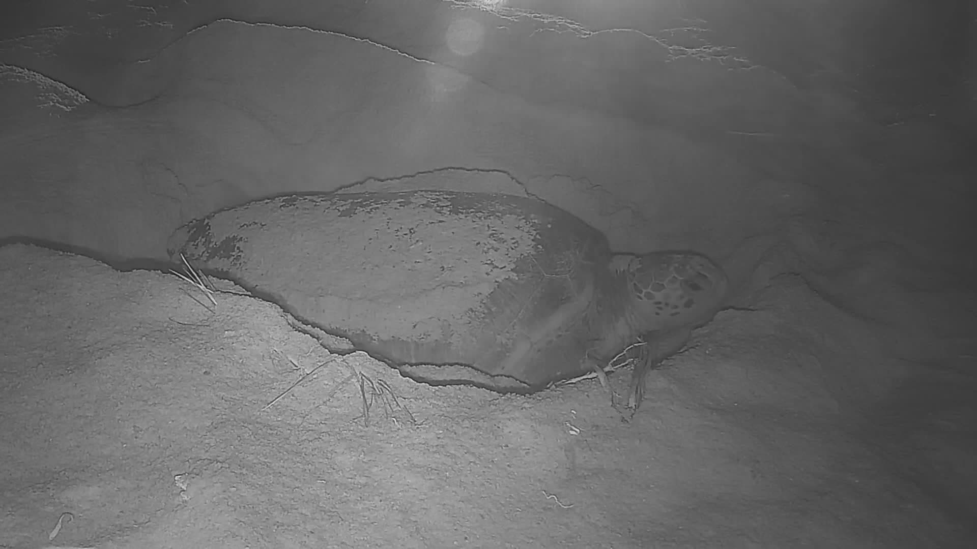 เขตอนุรักษ์ฯ ในกวางตุ้ง พิทักษ์ 'รังไข่เต่าทะเล' สำเร็จ 745 รัง