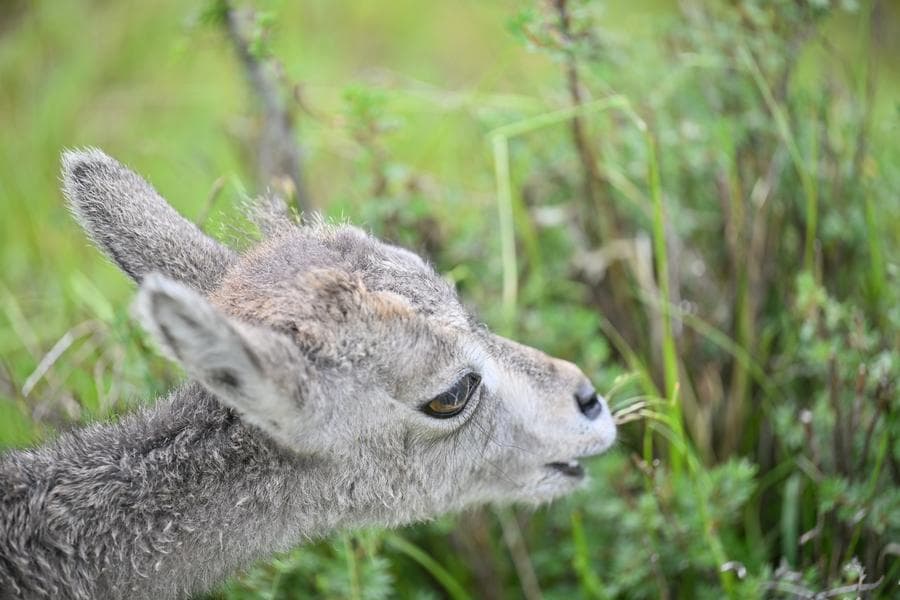 เยือนบ้านหลังอบอุ่น ดูแล 'สัตว์ป่า' ที่ราบสูงในชิงไห่