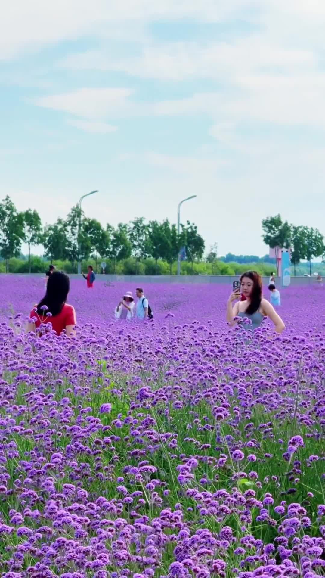 เดินชม 'ทุ่งดอกเวอร์บีนา' เพลินตา ประดับโรงละครในฮาร์บิน