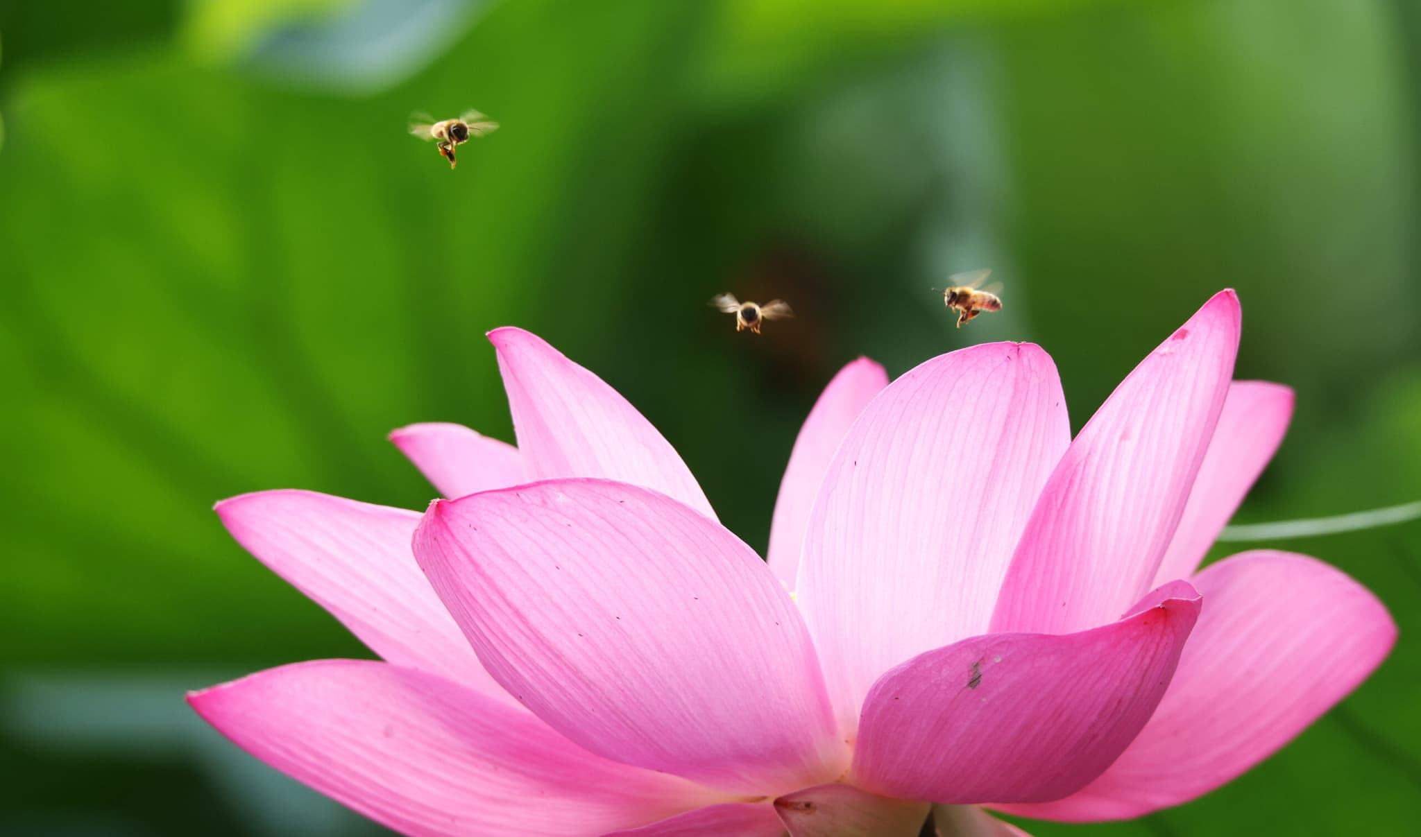สีสัน 'ดอกบัวบาน' รับวันต้าสู่ในจีน