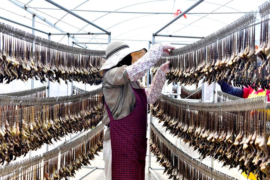 ตำบลในซานตงเลี้ยงแปรรูป 'ม้าน้ำ-กุ้ง' หนุนฟื้นฟูชนบท