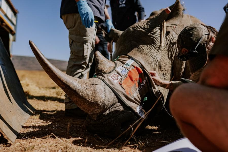 แอฟริกาใต้ฉีดสารกัมมันตรังสีเข้า 'นอแรด' ขวางลักลอบล่า-ค้าสัตว์