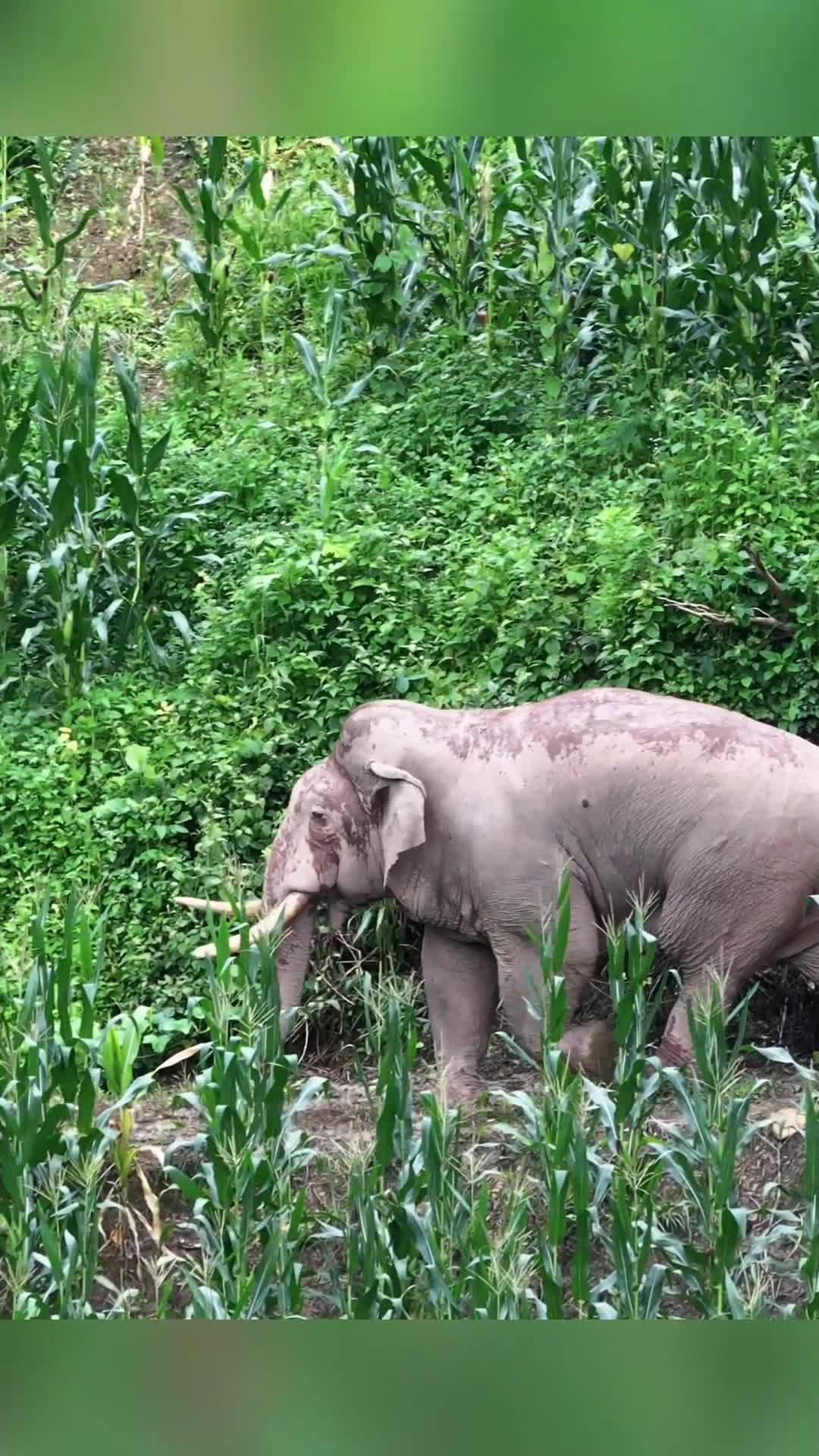 จิบกาแฟ-ชมชีวิต 'ช้างเอเชียป่า' สุดเพลิดเพลินในยูนนาน