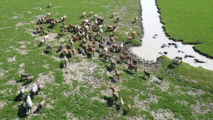 ฝูงควายปลักขนาดใหญ่' ในอินโดนีเซีย ลงแช่โคลนดับร้อน
