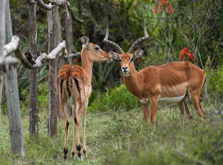 ส่องสรรพสัตว์บน 'เกาะเครสเซนต์' ธรรมชาติสมบูรณ์ในเคนยา