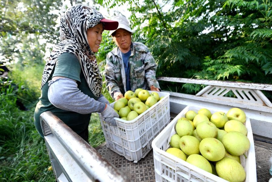 เกษตรกรเก็บ 'สาลี่' ลูกโตสดใหม่ในเหอเป่ย