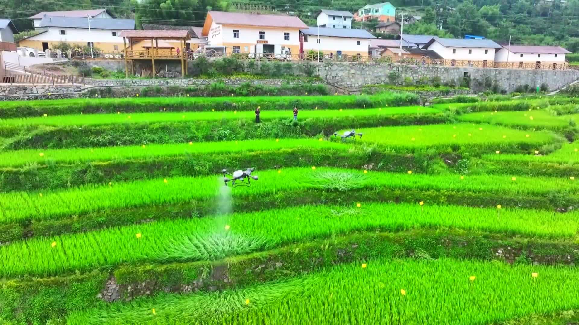 โดรนฉีดพ่นนาข้าวบนภูเขาในหูเป่ย ทำงานแม่นยำ-คุ้มค่าประหยัดเวลา