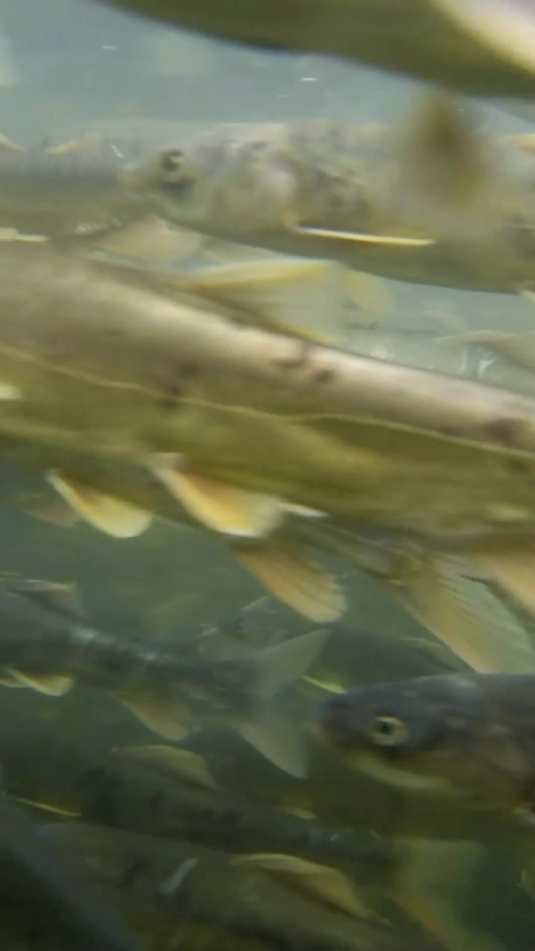 ขุนเขาฉีเหลียนในจีน แดนสัตว์ป่าใช้ชีวิตสุขสงบ