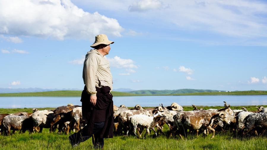 ฝูงสัตว์ออกเล็มหญ้ากลางทุ่งเขียวขจีในชิงไห่