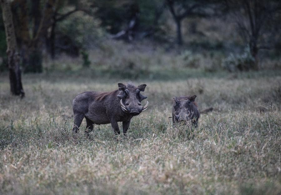 นักวิจัยจีนถอดรหัสพันธุกรรม 'หมูป่า' อพยพข้ามทวีปเมื่อล้านปีก่อน
